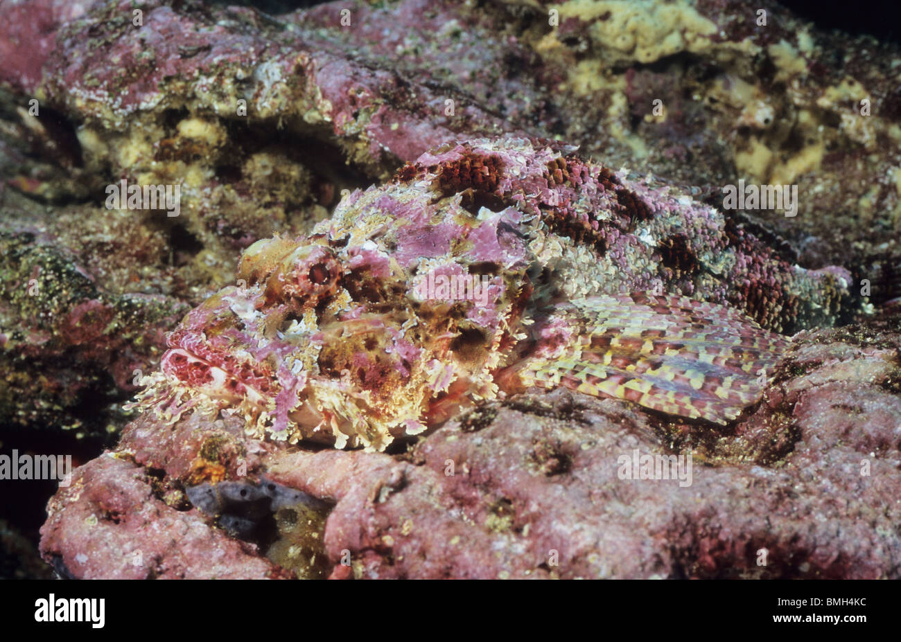 Steinfisch. Drachenköpfe. Unter Wasser abseits der Galapagos-Inseln. Sehr gut getarnt, giftige Fische. Stockfoto