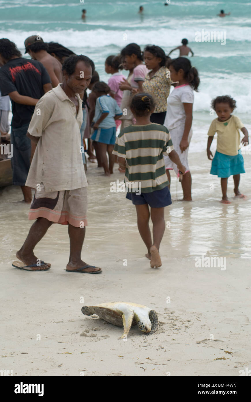 Tot juvenile Green Turtle, Chelonia Mydas, an Land gebracht, von den Fischern, Kai Kecil, Molukken, Indonesien Stockfoto
