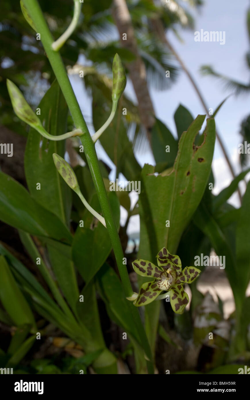 Orchidee, Coelogyne SP. wächst in der Nähe von Strand am Kai Kecil, Molukken, Indonesien Stockfoto