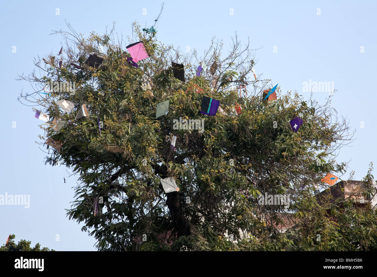 Baum voller verschränkten Drachen. Jaipur. Rajasthan. Indien Stockfoto