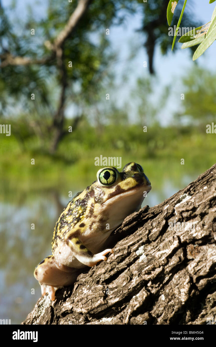 Die Couch katzenähnliche Toad - Los Novios Ranch - in der Nähe von Cotulla, Texas USA Stockfoto