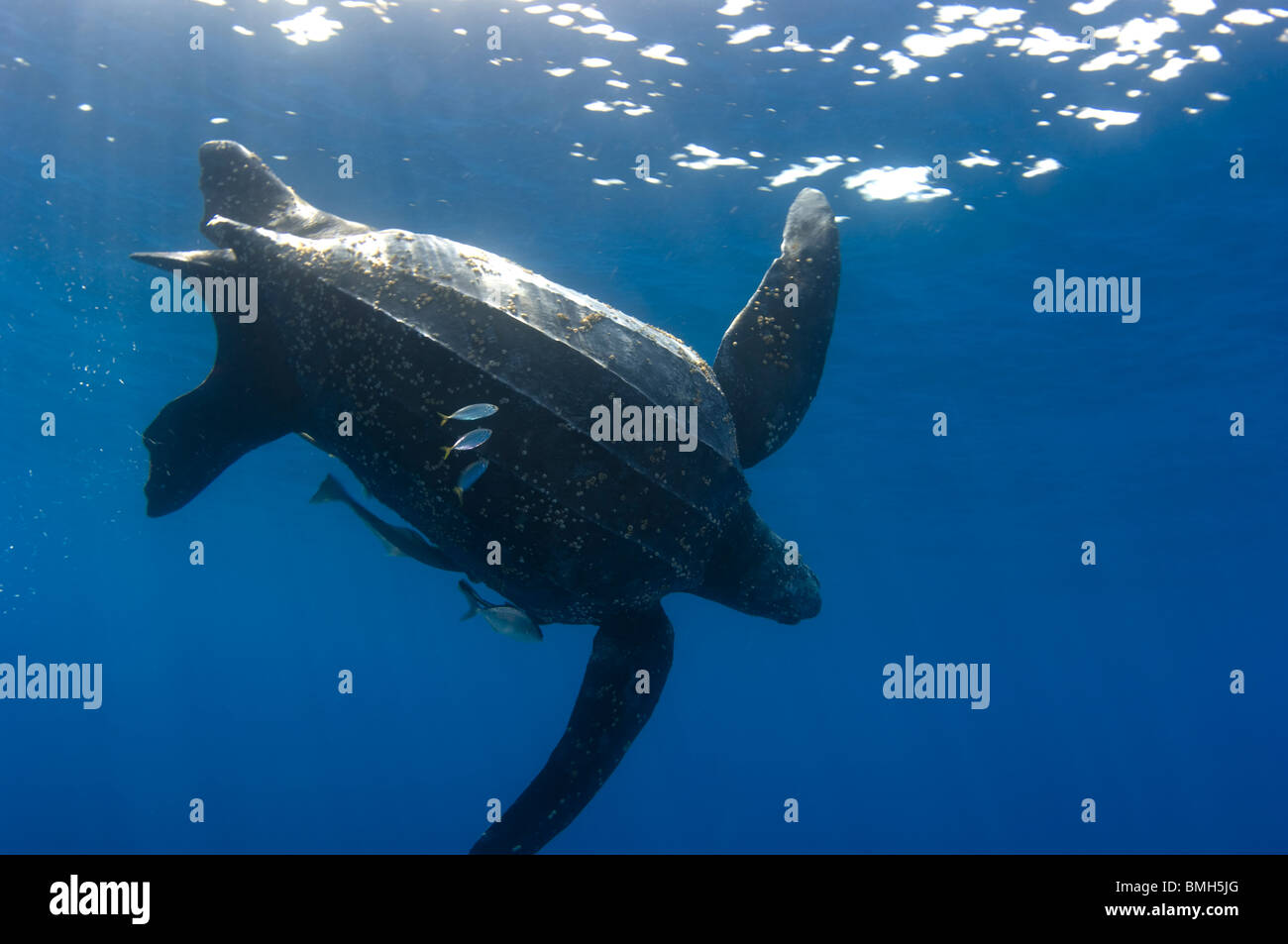 Leatherback Turtle, Dermochelys Coriacea mit Trampen Fische schwimmen Kai Kecil, Molukken, Indonesien Stockfoto