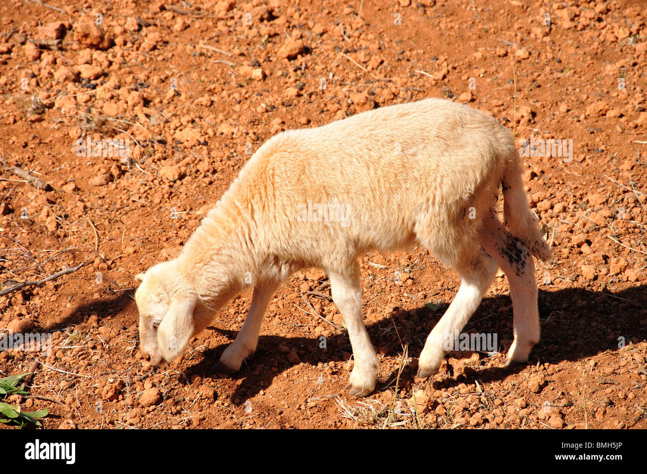 Schafe im Bereich Punta Arabi, Es Cana, Ibiza, Balearen, Spanien Stockfoto