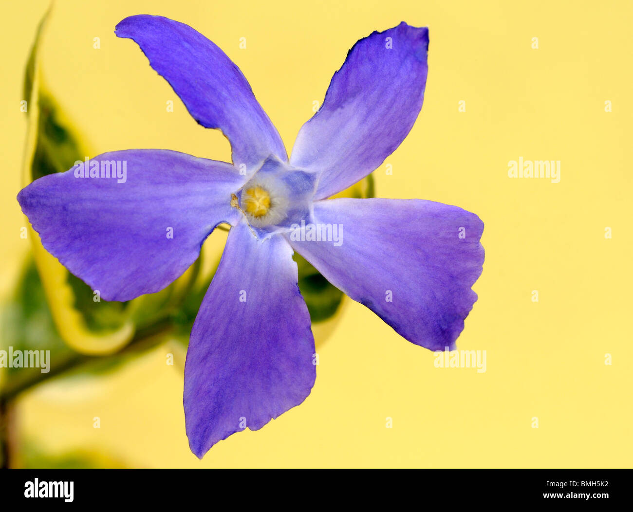 Immergrün Blumen. Stockfoto