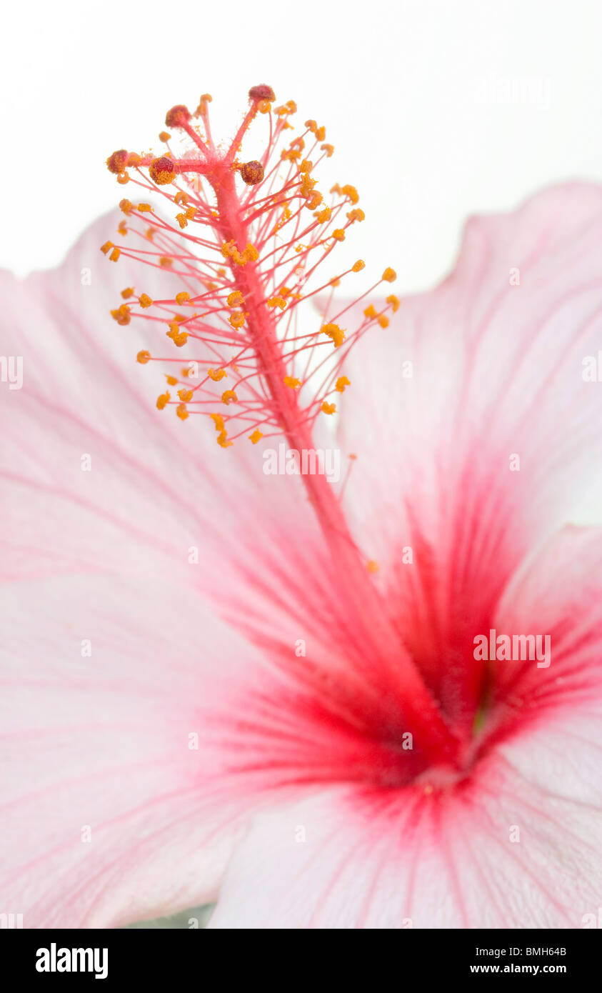 Studio-Makro einer rosa Hibiskus Blume mit den Antheren und stigma Stockfoto