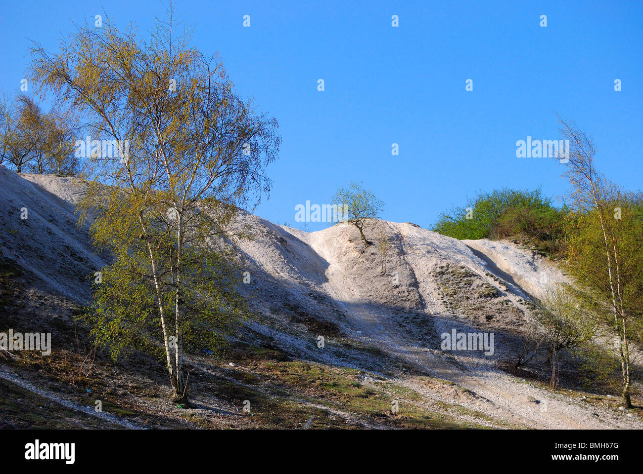 Silber-Birken in verlassenen Steinbruch Stockfoto