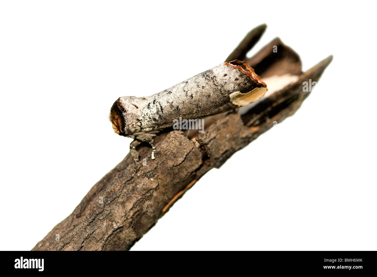 Buff Tipp Motte, Phalera Bucephala, imitiert einen gebrochenen Zweig, Wolong, Sichuan, China Stockfoto