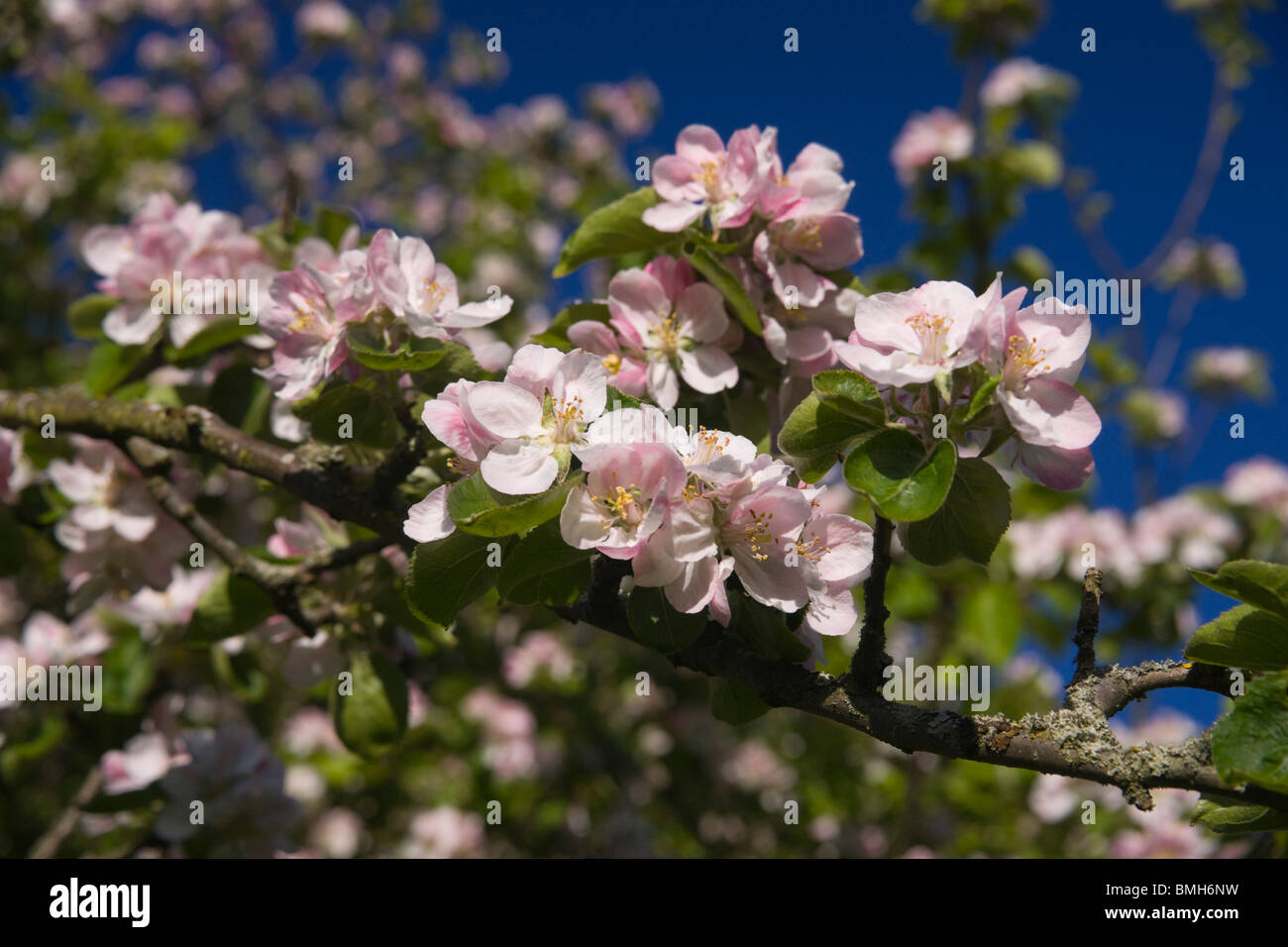 Rosa und weiße Blüten auf einem Granny Smith Apfelbaum in Schottland im Frühling Stockfoto