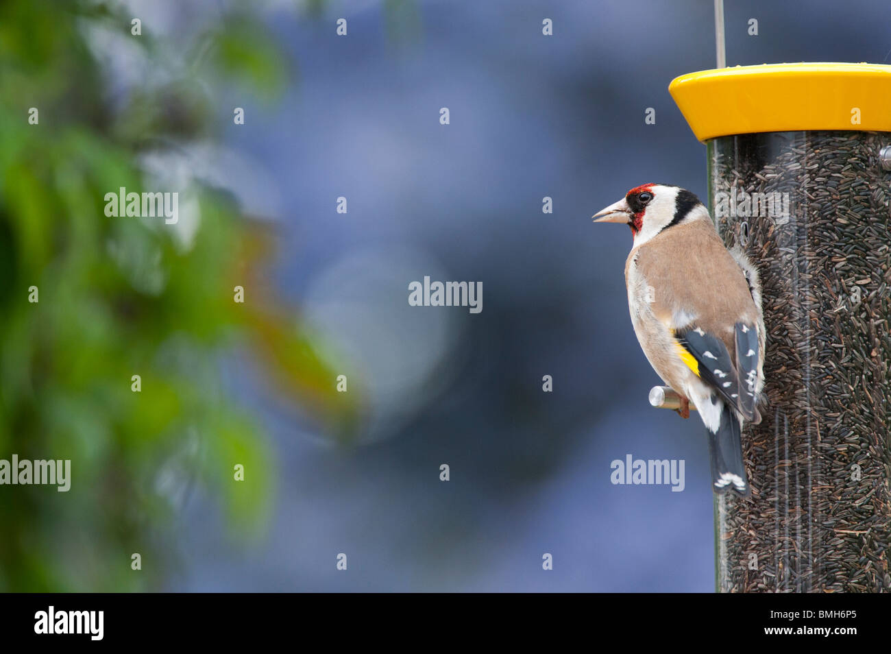 Stieglitz auf ein Nyjer Samen Vogelhaus im Garten Stockfoto