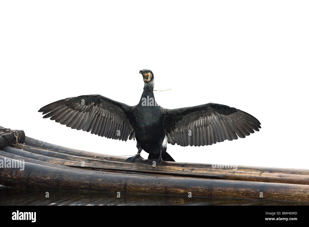 Kormoran, Phalacrocorax Carbo, mit Hals gebunden, schlucken Fische, trocknen Flügel auf Fishermans Bambusfloß Yangshuo China zu verhindern Stockfoto