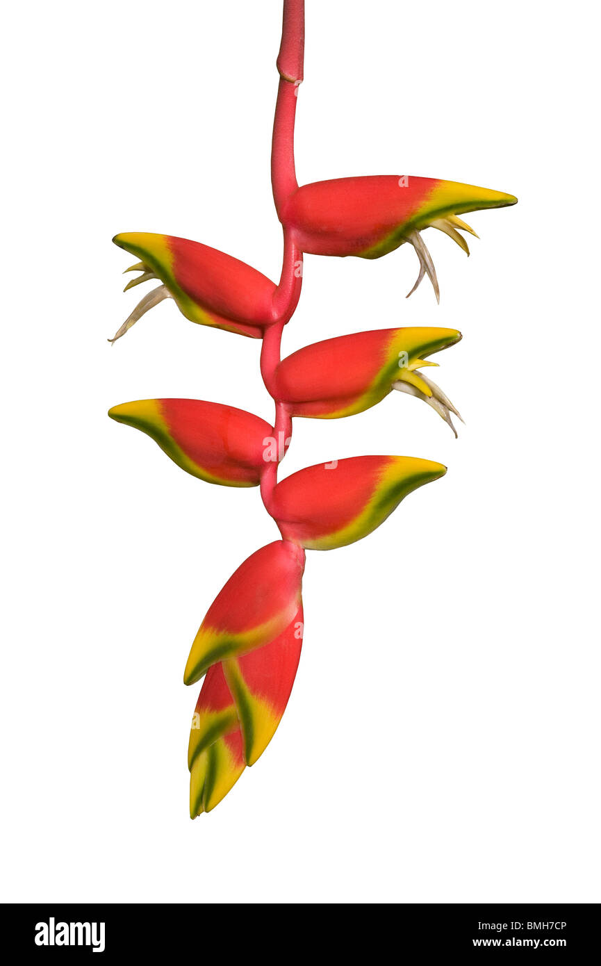 Lobster Claw Heliconia rostrata Stockfoto