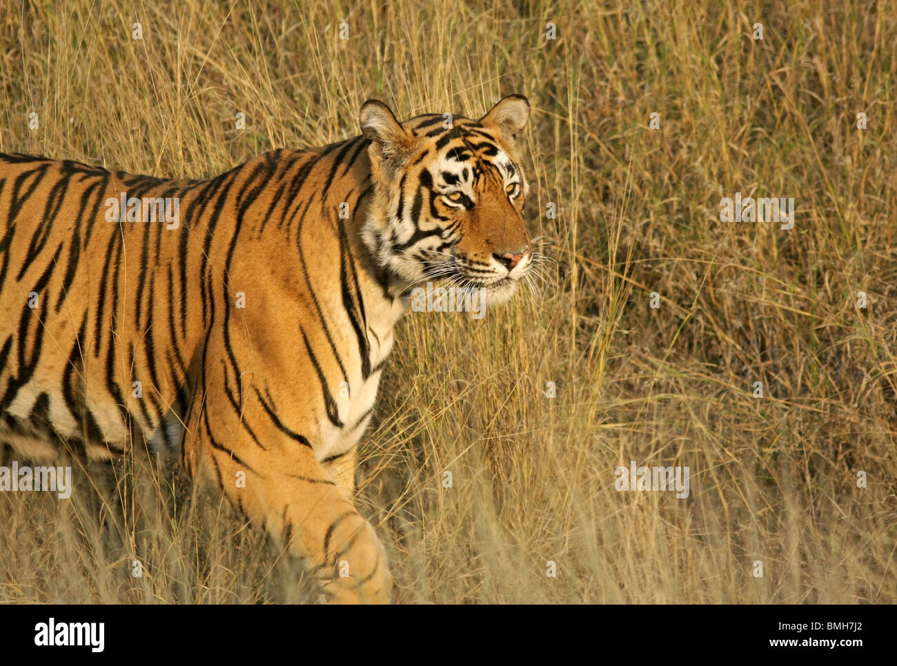 Eine dominante männliche Tiger kommt in goldenes Licht in Ranthambhore National Park, Indien Stockfoto