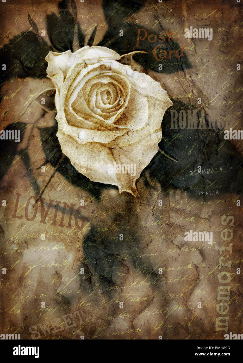 Grunge Bild mit rose Stockfoto