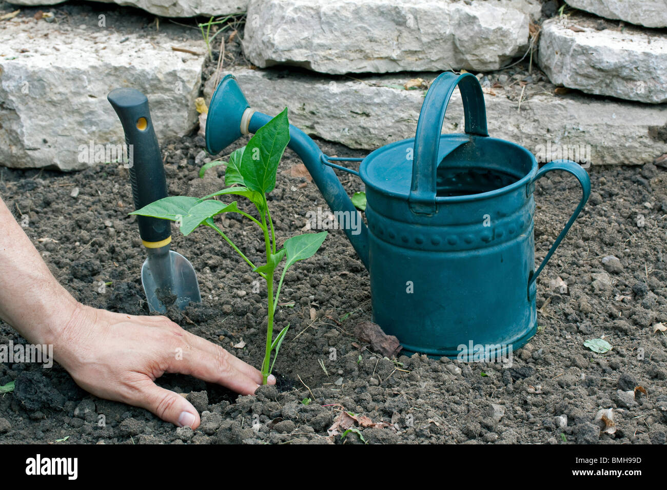 Pflanzung Paprika Pflanzen Garten Mittelwesten USA Ende Mai Stockfoto