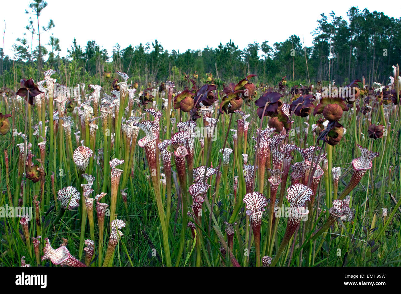 Weiß-Spitze fleischfressenden Kannenpflanzen und alt, vorbei an blühenden Blütenköpfe Versickerung Moor Sarracenia Leucophylla Alabama USA Stockfoto