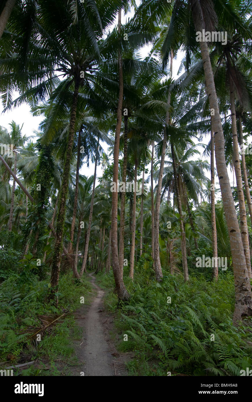 Weg durch Kokospalmen am Kai Kecil, Molukken, Indonesien Stockfoto