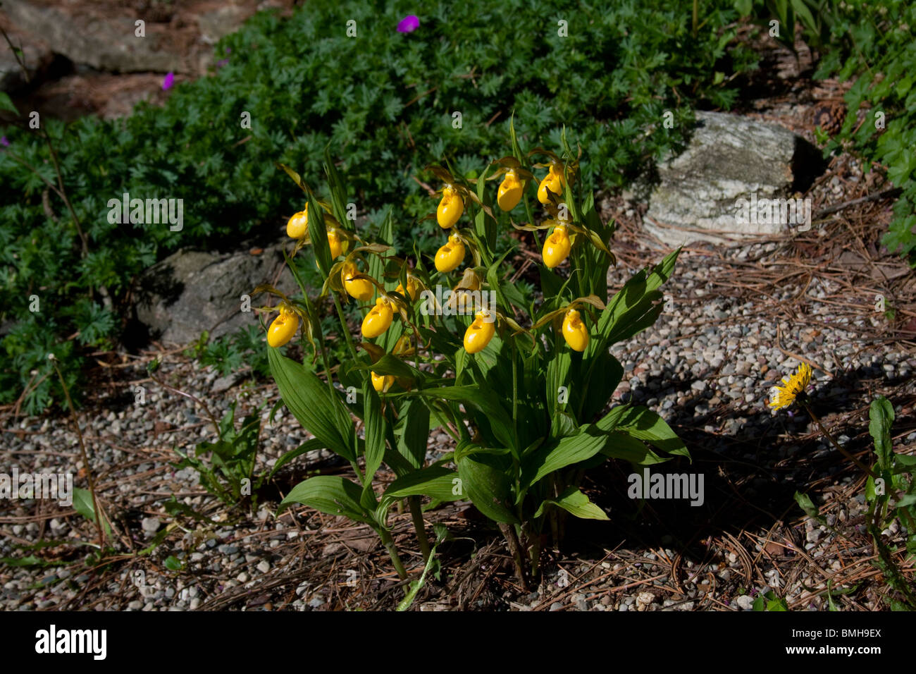 Große gelbe Frauenschuh Orchidee Cypripedium Calceolus Vielzahl Pubescens Michigan USA Stockfoto