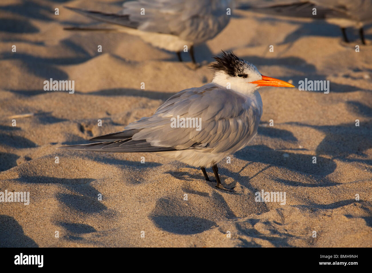 Königliche Seeschwalbe - Sterna Maxima oder Thalasseus Maximus in Miami Beach, am frühen Morgen Stockfoto