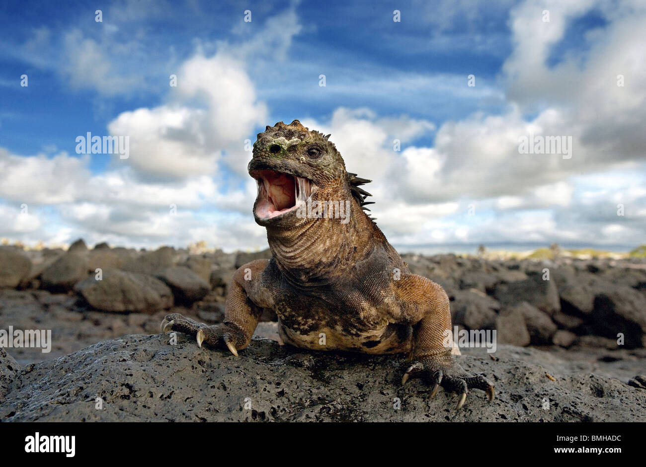 Marine Iguana, Santa Cruz Insel, Galapagos-Inseln, Ecuador. Stockfoto