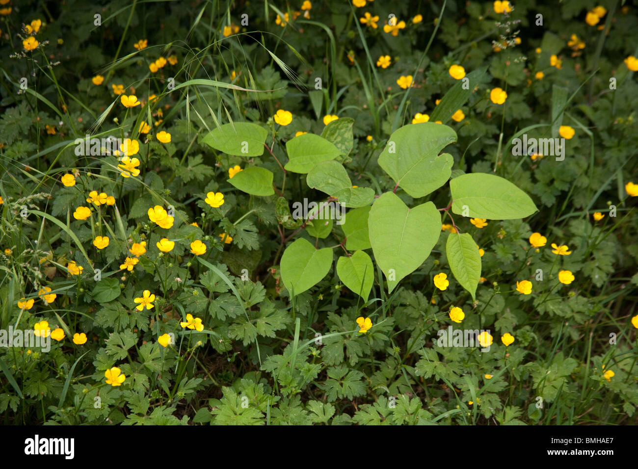 Japanische Knospen wachsen in einer Hecke nach dem Fliegen kippen, Hattingley, Hampshire, England. Stockfoto