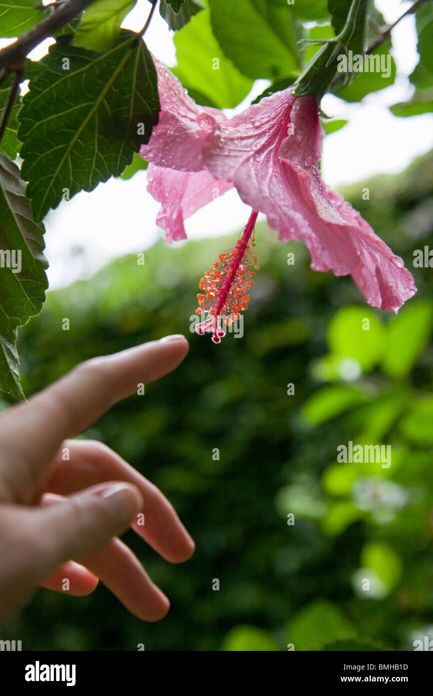 Zarte Frauenhand berühren Hibiskusblüte Stockfoto