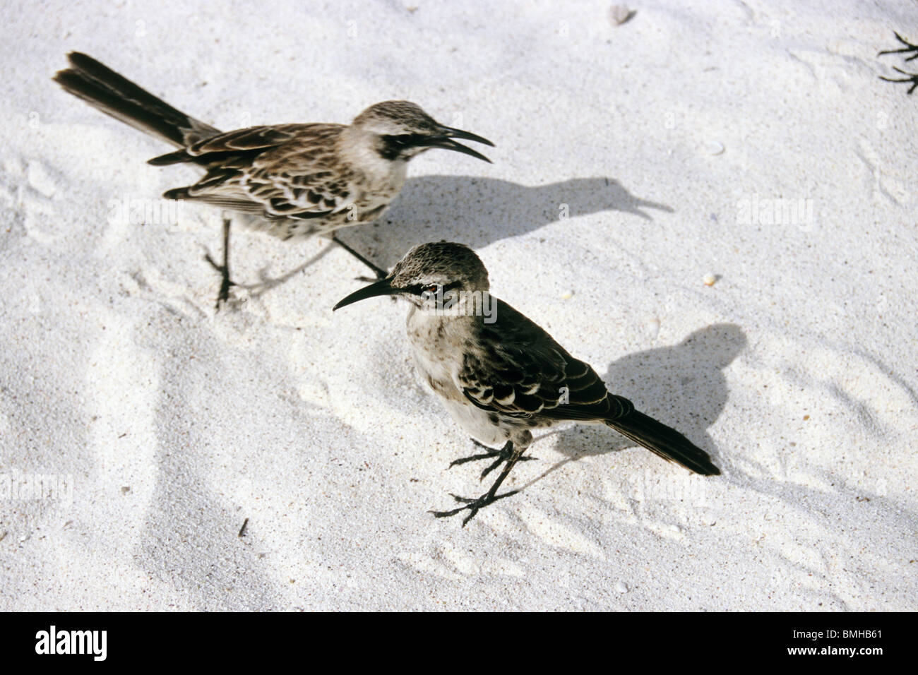 Espanola mocking Bird auf der Insel Espanola. Galapagos. Lustig, freundlich Vogel.  Tierfotografie. Stockfoto