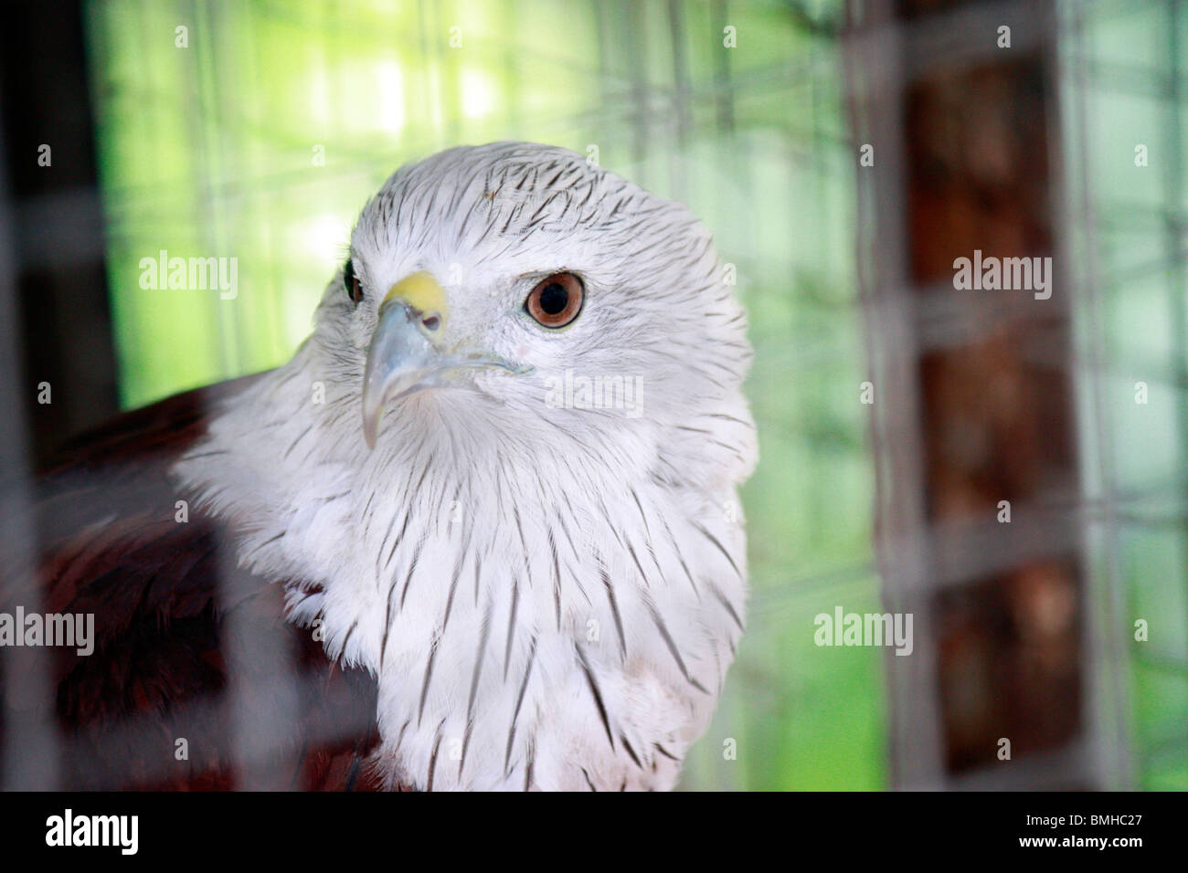 Adler in Käfig-König der Vögel Nahaufnahme Stockfoto