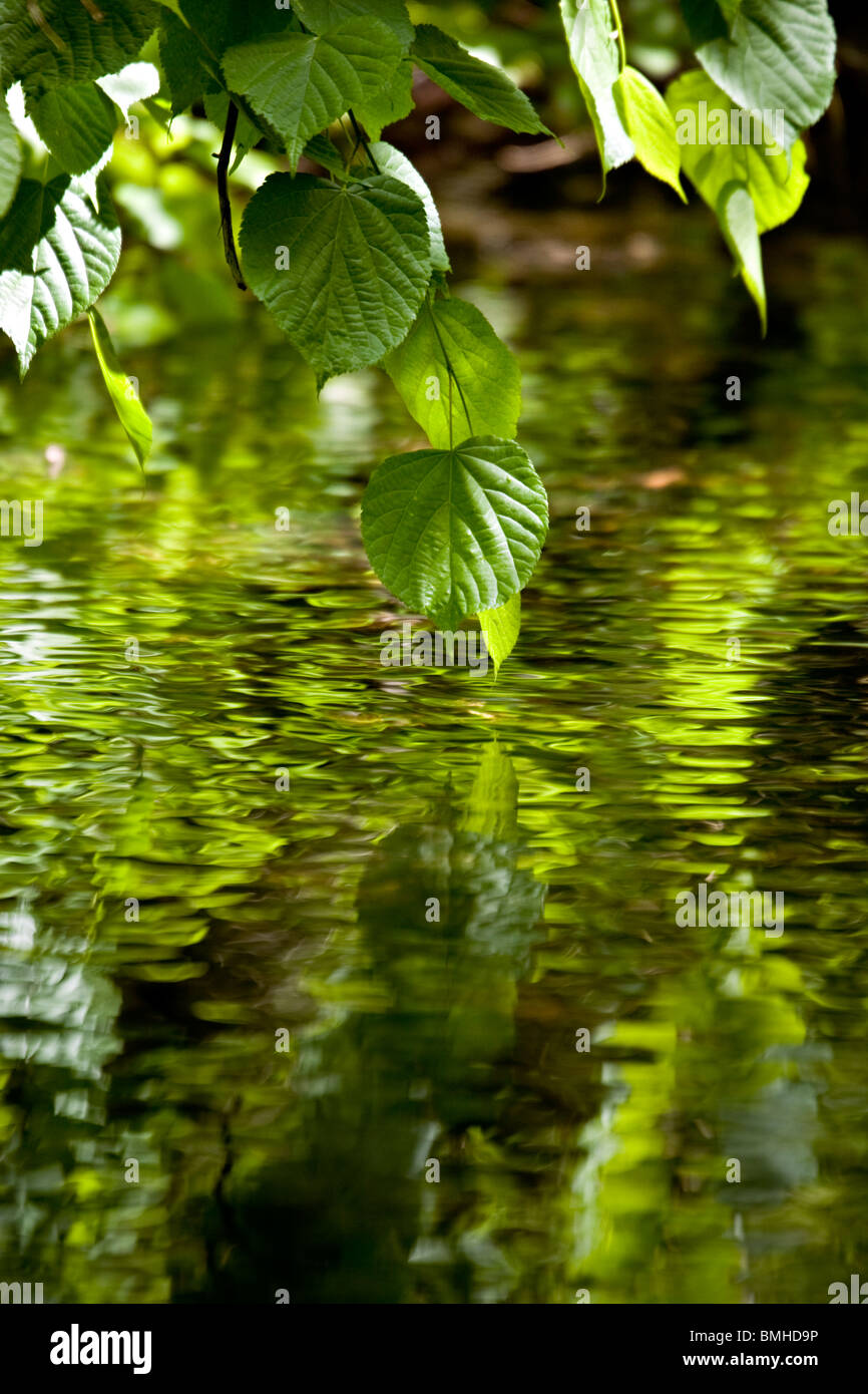 Frische grüne Laub der Linde über Slocene Fluss Kemeru Nationalpark Lettlands Stockfoto