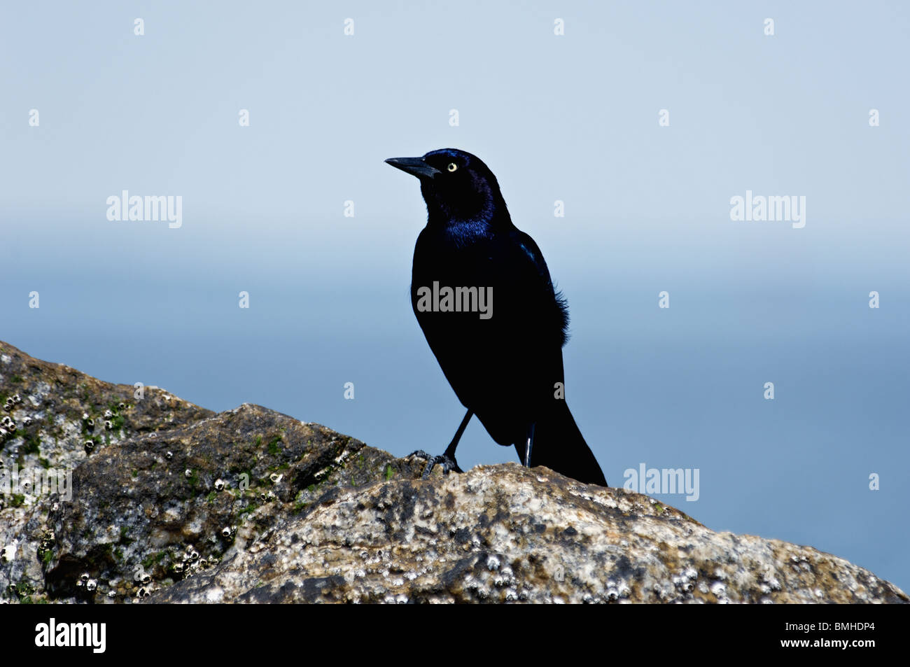 Boot-angebundene Grackle thront auf einem Barnacle überdachte Rock auf Tybee Island Beach in Chatham County, Georgia Stockfoto