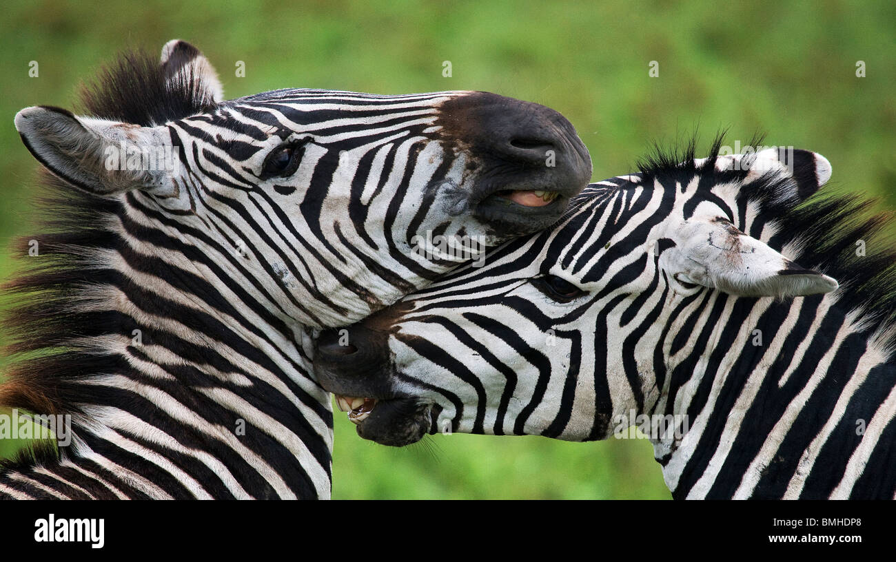 Zebras kuschelte einander, Ngorongoro National Park, Tansania. Stockfoto