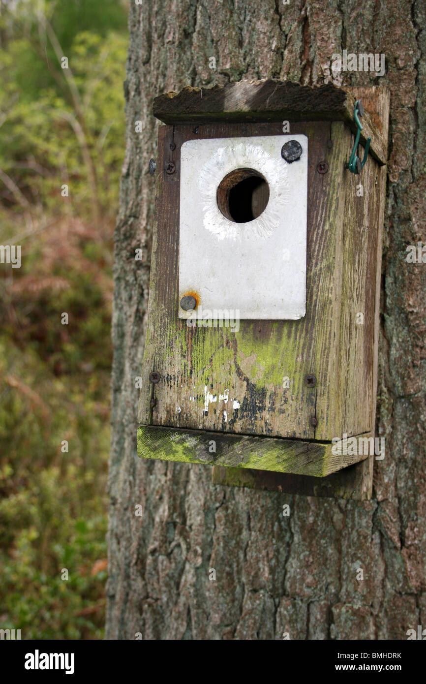 Vogel Nistkasten mit Metall Schutzplatte genommen in Wyre Forest, Worcestershire, UK Stockfoto