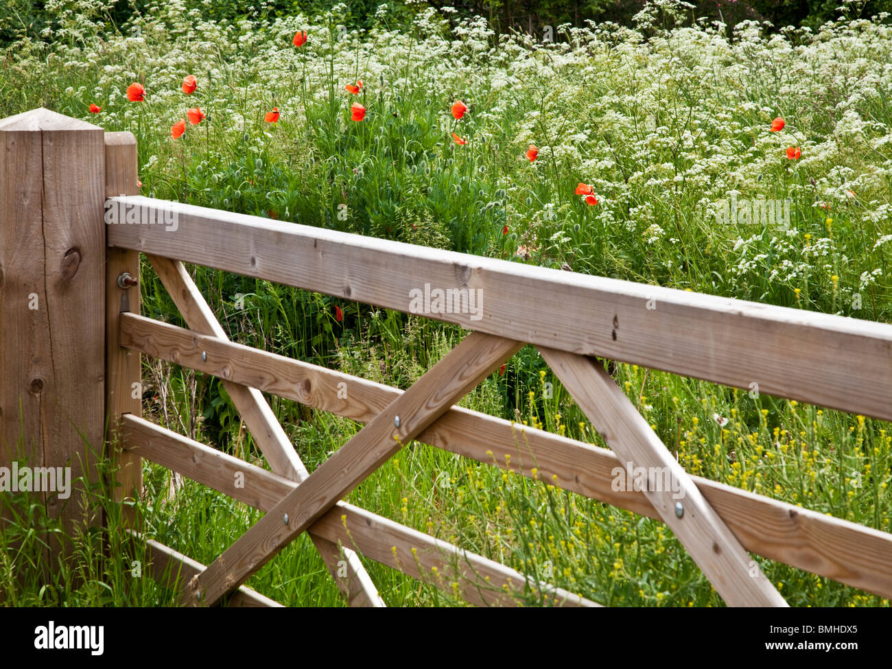 Fünf verjährt Holztor in ein Feld der Kuh Petersilie und wilden roten Mohnblumen im typisch englischen Sommer Landschaft. Stockfoto