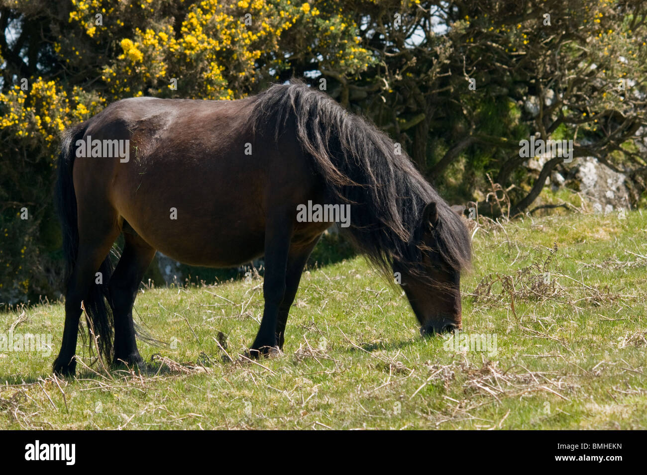 Ein Dartmoor Pony Weiden auf dem moor Stockfotografie Alamy