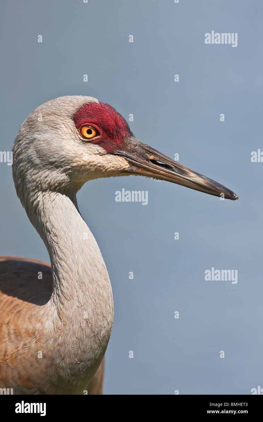 Sandhill Kran - Nahaufnahme Stockfoto