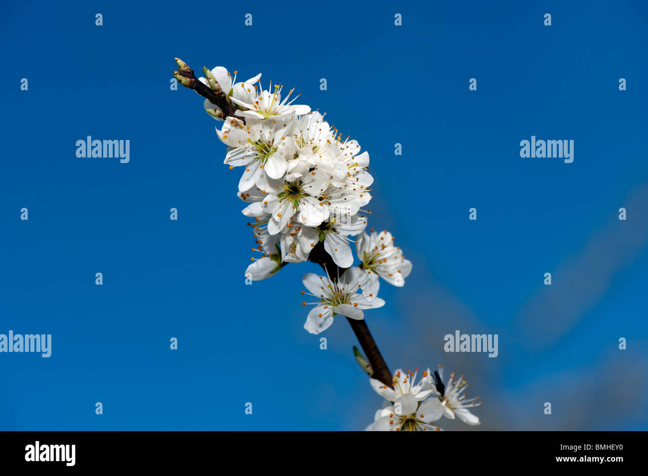 Black Thorn Blüte im Frühjahr. Prunus Spinosa. Stockfoto