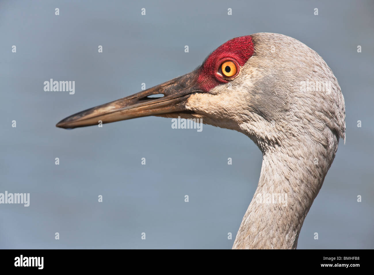 Sandhill Kran - Nahaufnahme Stockfoto