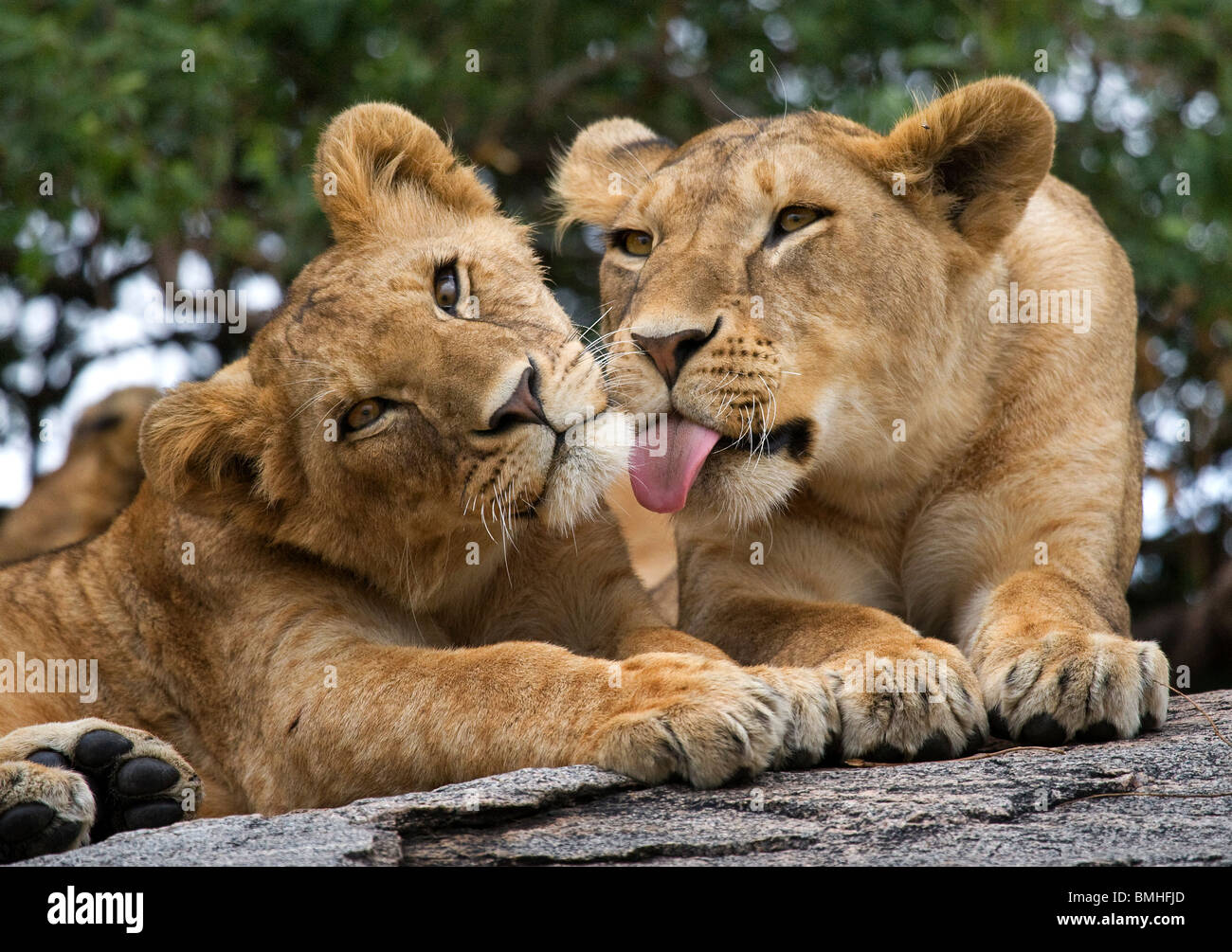 Löwen, lecken sich gegenseitig, Serengeti Nationalpark, Tansania Stockfoto