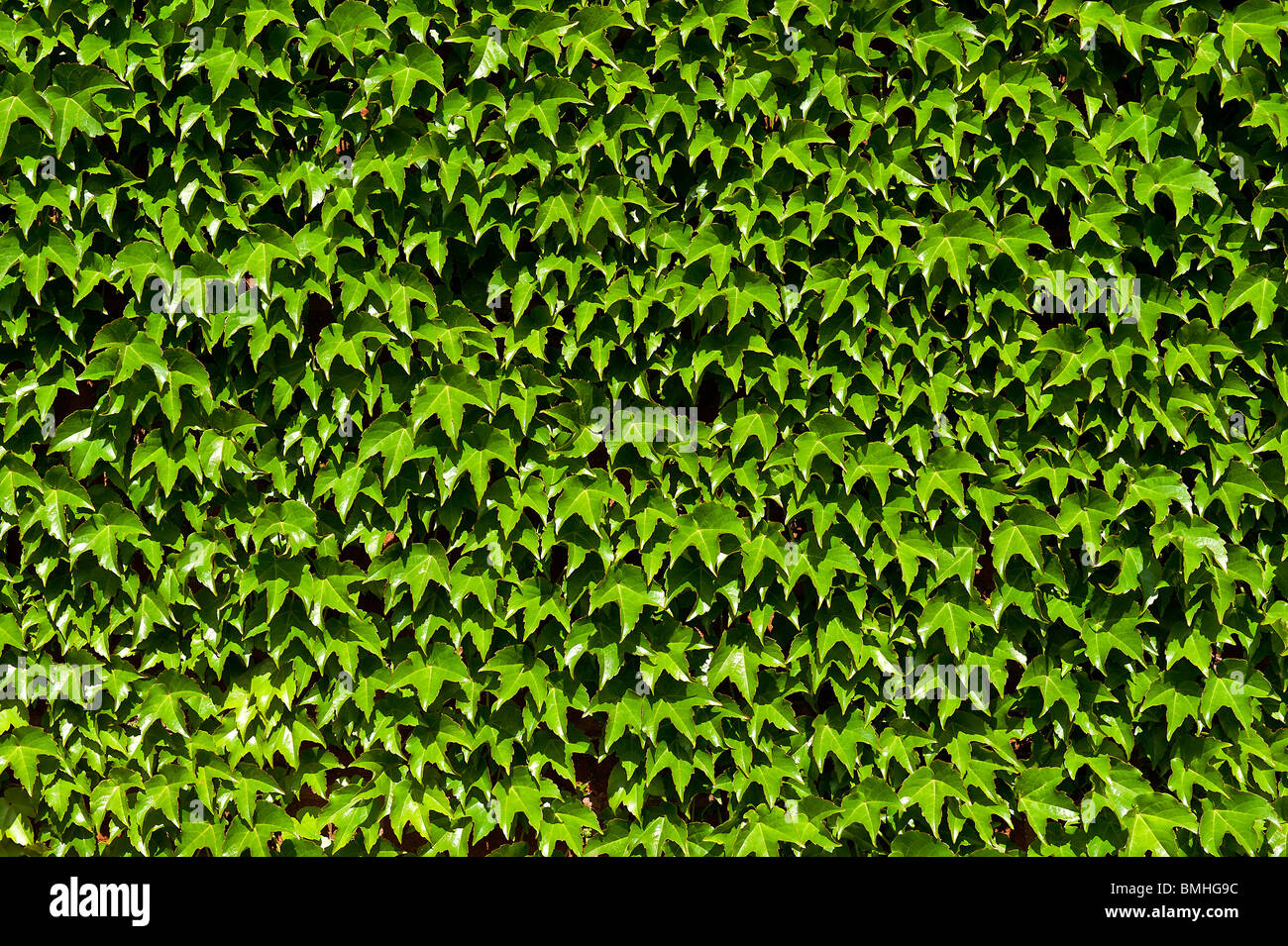 Boston-Efeu. Stockfoto