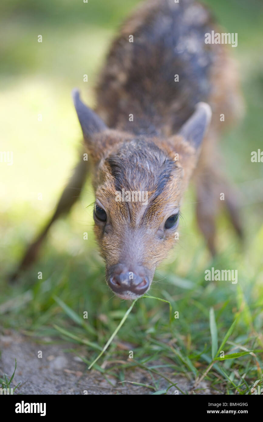 Deer Muntjak (Muntiacus Reevesi). Neugeborene Rehkitz, finden seine Füße und stehen zum ersten Mal. Stockfoto