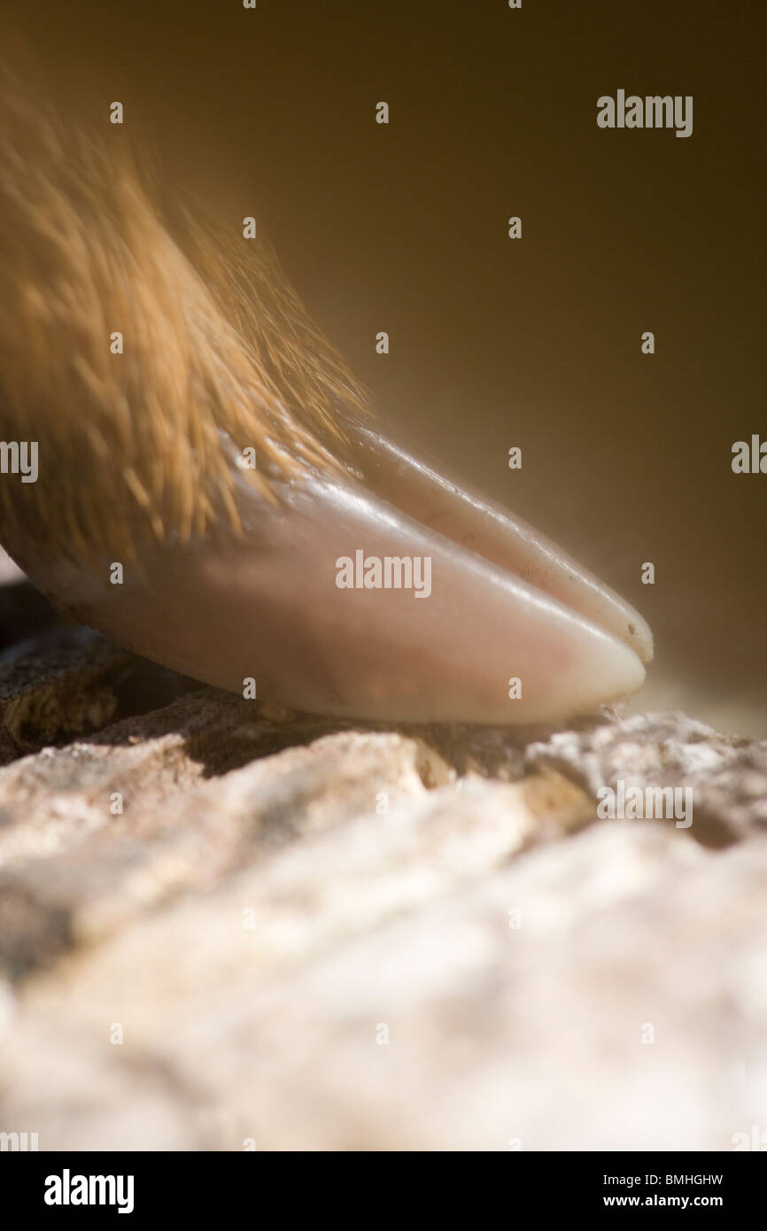 Muntjac Rotwild (Muntiacus reevesi). Fuß, hoof​ eines Neugeborenen fawn. Spalter, weich, biegsam Felgen, safe passage der Begriff Junge von der Mutter während der Geburt oder der Geburt ermöglichen. Stockfoto