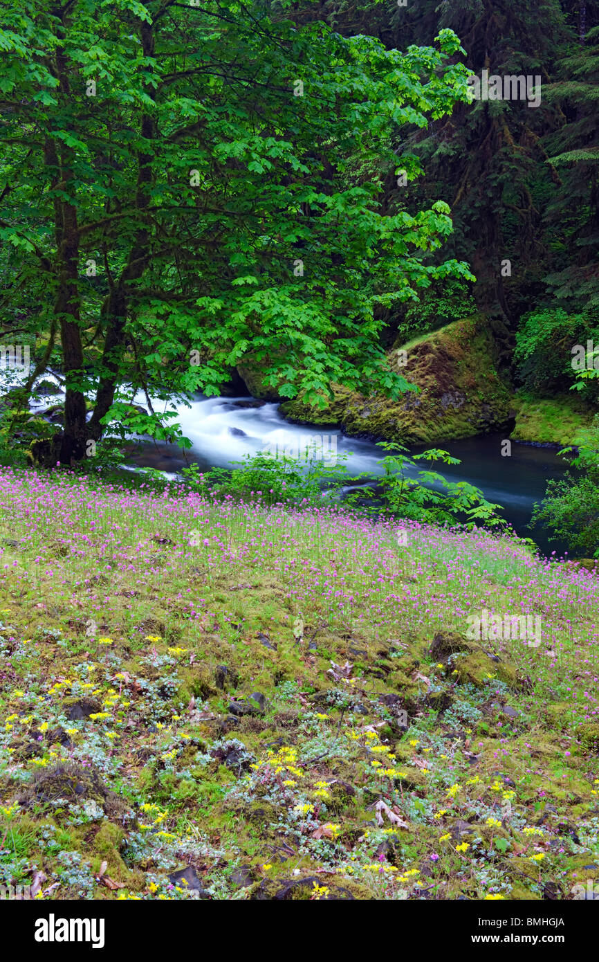 Gelbe Sedum und Rosy Plectritis blüht unter Moos bedeckt Steingarten mit Eagle Creek in Oregon die Columbia River Gorge. Stockfoto