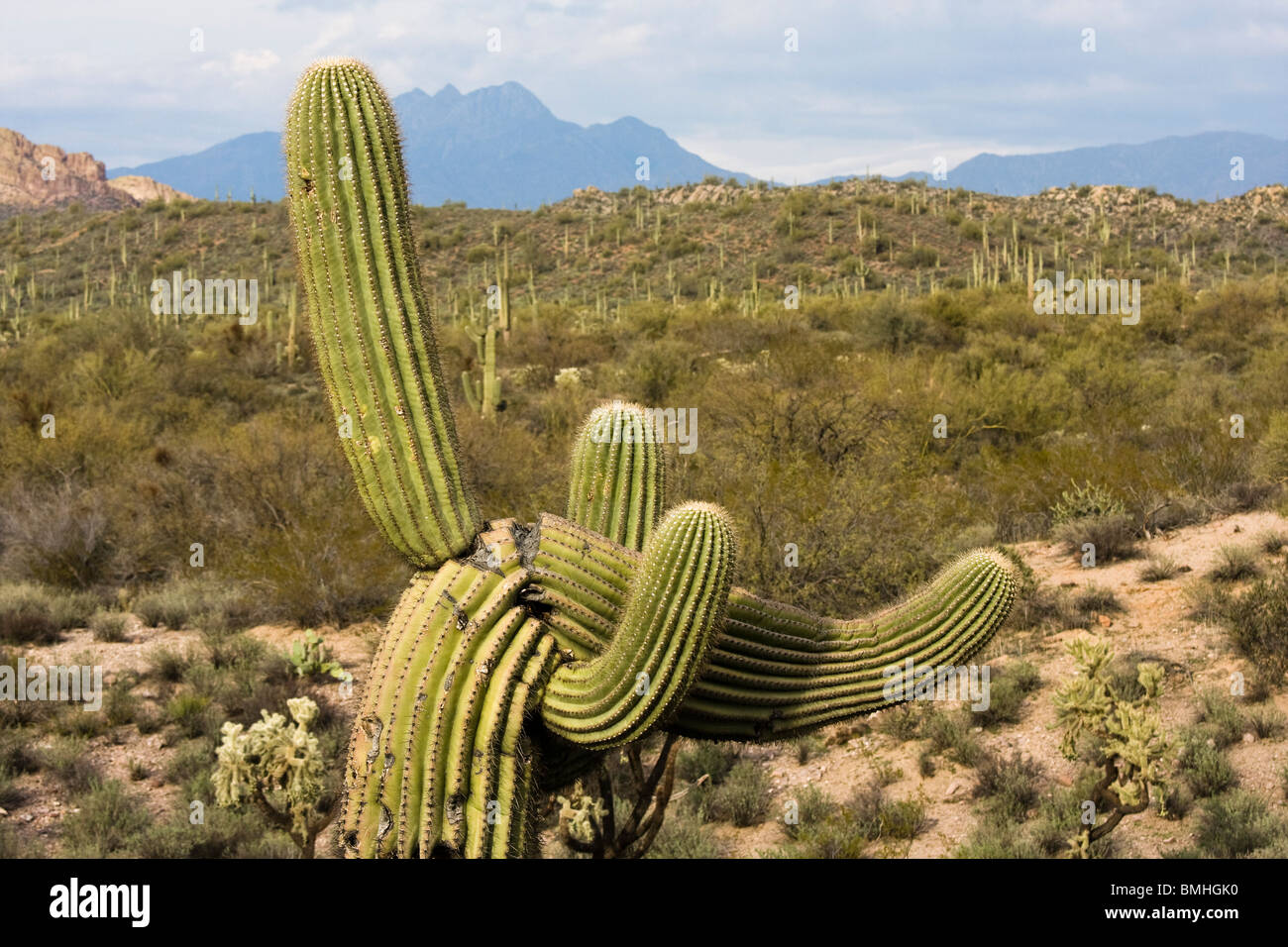 Verbeugung Saguaro-Kaktus im Superstition Mountains in der Nähe von Apache Junction, Arizona. Stockfoto
