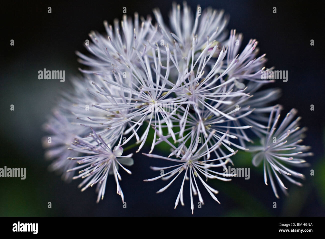 Thalictrum Aquilegifolium Columbine Meadow Rue in Nahaufnahme Stockfoto