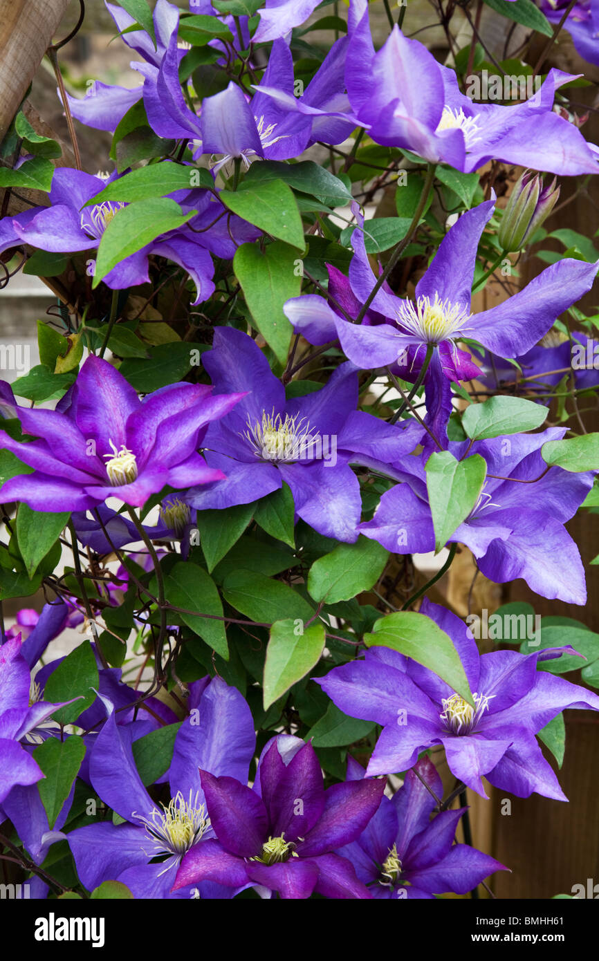 Lila Clematis in voller Blüte Stockfoto