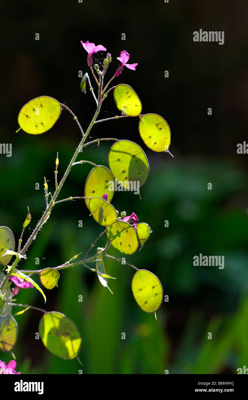 LUNARIA Annua, Trivialname Ehrlichkeit. Stockfoto LUNARIA Annua, Trivialname Ehrlichkeit. Stockfoto