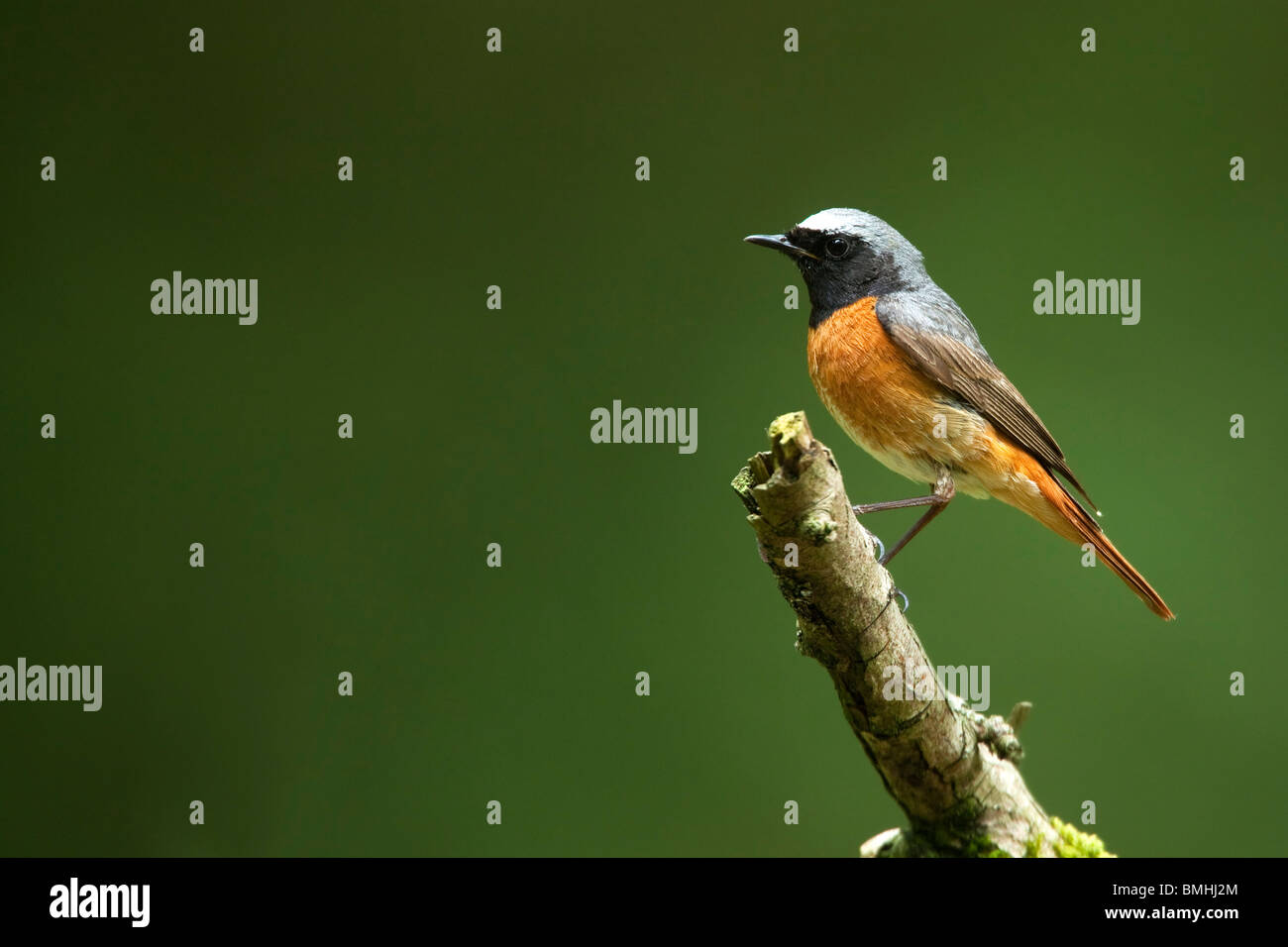 GARTENROTSCHWÄNZE (Phoenicurus Phoenicurus), männliche im Wald. Stockfoto