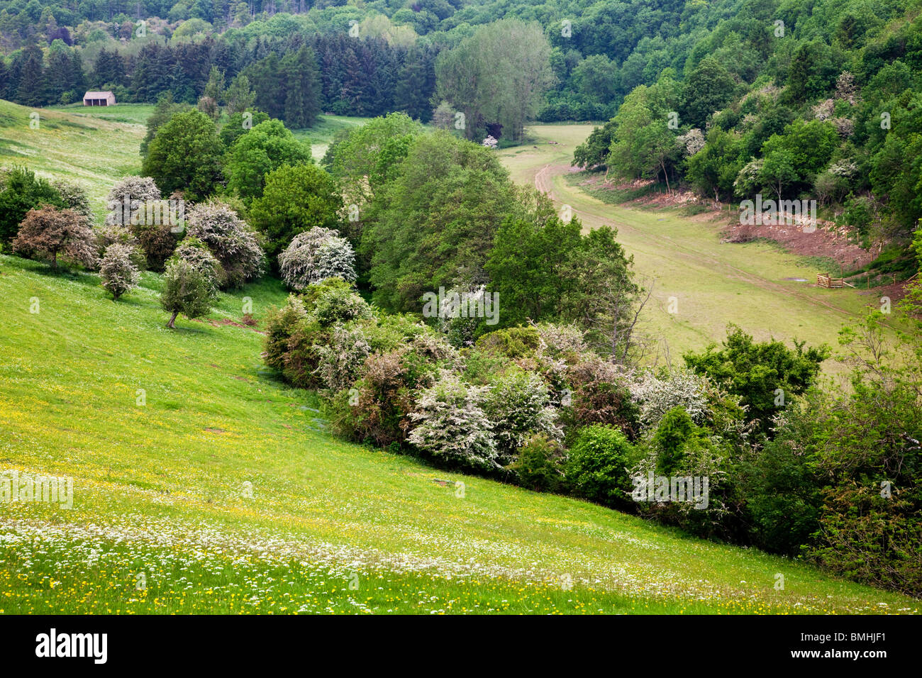 Sommer-Blick über Weideflächen, Wäldern und hügeligen Landschaft in den Cotswolds, Gloucestershire, England, UK Stockfoto