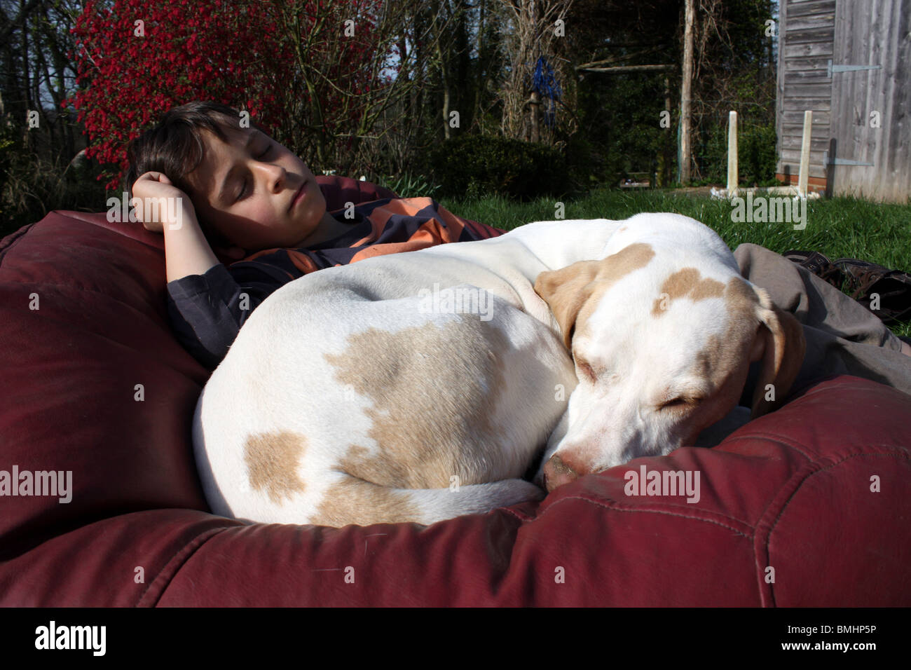 Hund schläft und jungen englischen Landschaftsgarten Sussex Stockfoto