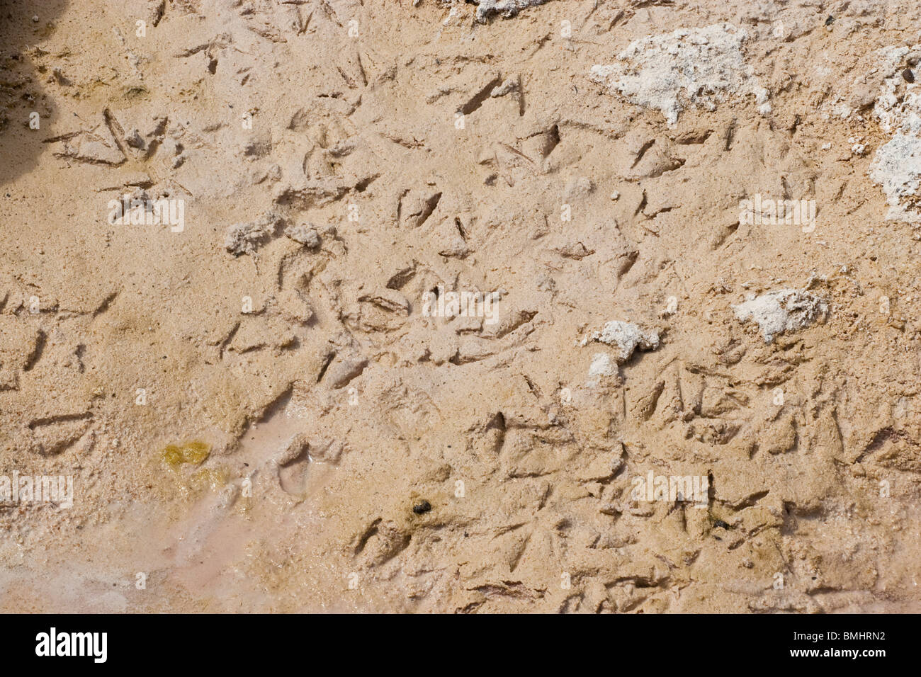 Vogel-Fußspuren im Sand am Lake Clifton, Yalgorup Nationalpark, Mandurah, Western Australia, Australien Stockfoto