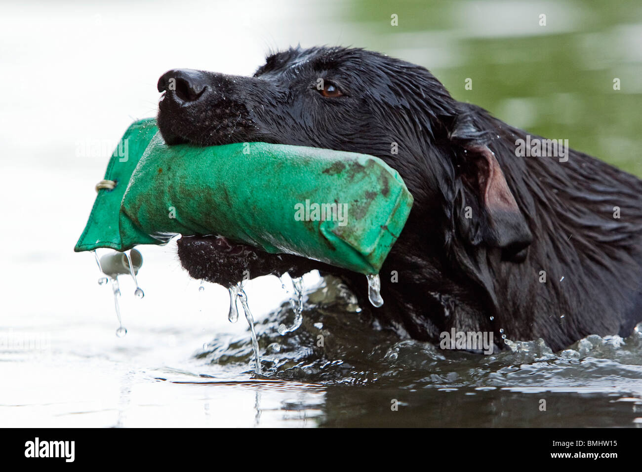 Ein junger schwarzer Labrador Retriever Gebrauchshund Stockfoto